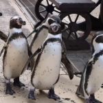 長崎ペンギン水族館への行き方・楽しみ方
