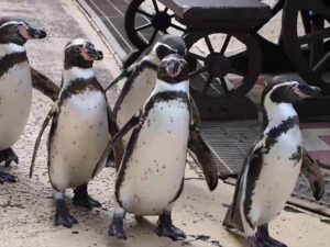 長崎ペンギン水族館への行き方・楽しみ方