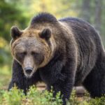 エゾヒグマ・ツキノワグマに遭遇したときの対処法【北海道・熊】