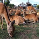 奈良公園でカワイイ鹿と遊ぼう【奈良・観光】