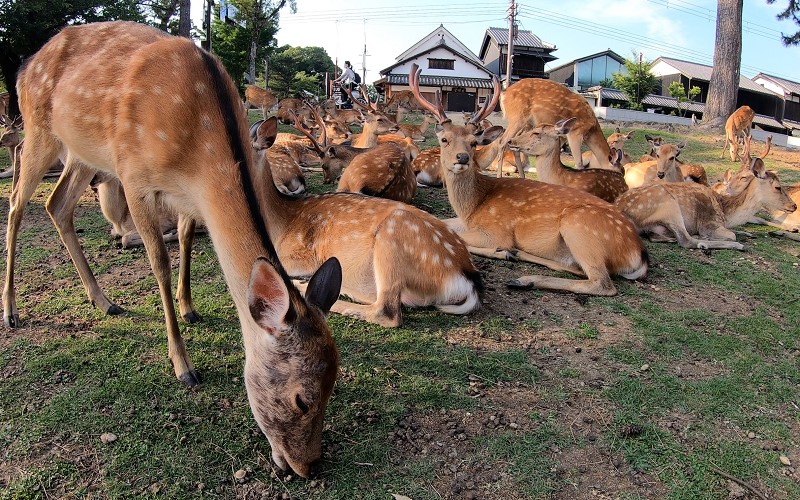 奈良公園で大仏を見ながらカワイイ鹿と遊ぼう【奈良・観光】