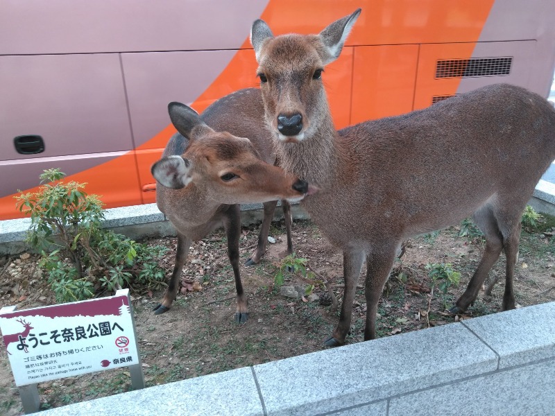 奈良公園で大仏を見ながらカワイイ鹿と遊ぼう 奈良 観光 滝山慎治ブログ