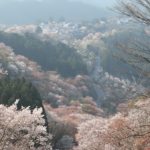 奈良県・吉野山の世界一!超絶景の千本桜を見に行こう【奈良観光】