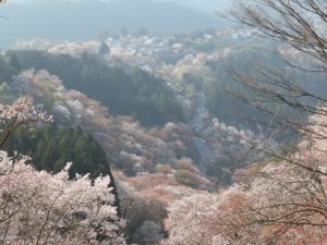 奈良県・吉野山の世界一！超絶景の千本桜を見に行こう【奈良観光】