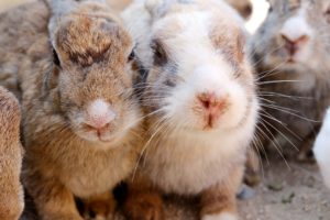 ウサギ島『大久野島』の行き方・アクセスと魅力【広島観光旅行】