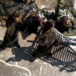 のぼりべつクマ牧場への行き方・アクセス【北海道・登別市観光】