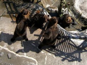 のぼりべつクマ牧場への行き方・アクセス【北海道・登別市観光】