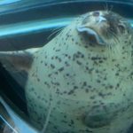 旭山動物園への行き方(アクセス)と魅力【北海道・旭川観光】