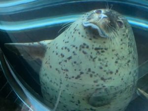 旭山動物園への行き方（アクセス）と魅力【北海道・旭川観光】