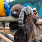 ノースサファリサッポロへのアクセスと魅力【北海道・札幌観光】