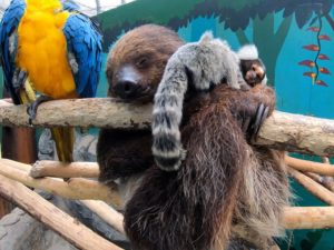 ノースサファリサッポロへのアクセスと魅力【北海道・札幌観光】