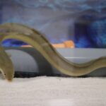ウナギの飼育方法は?エサや水槽、稚魚からの育て方を丁寧に解説