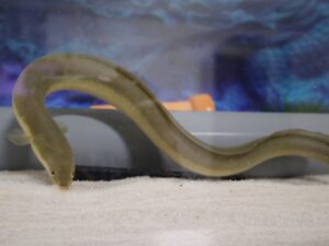 ウナギの飼育方法は?エサや水槽、稚魚からの育て方を丁寧に解説